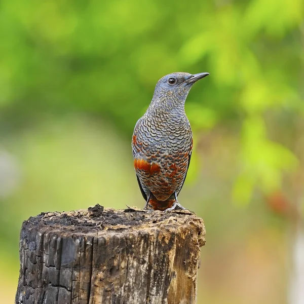 Tordo-de-rocha azul — Fotografia de Stock