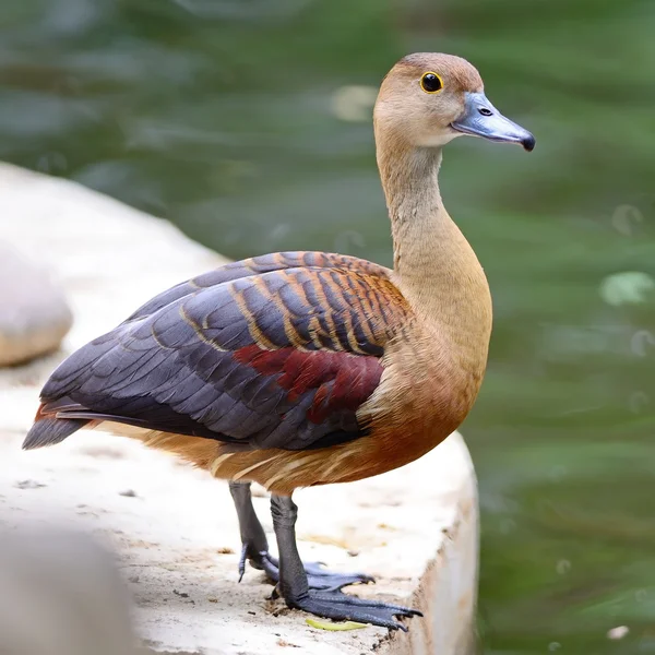 Lesser Whistling-Duck — Stock Photo, Image