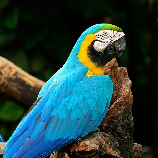 Modrý a zlatý macaw — Stock fotografie