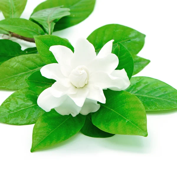 Gardenia — Foto de Stock