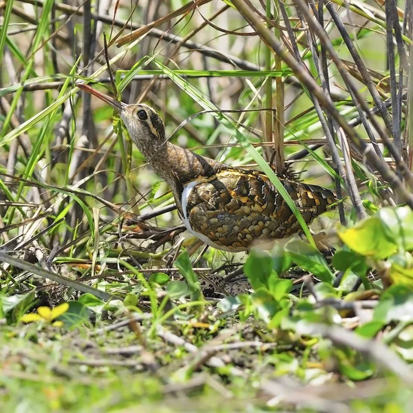 Grandioso snipe pintado — Fotografia de Stock