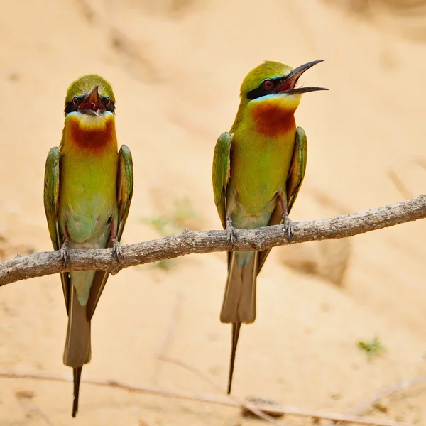 Blue-tailed Bee-eater — Stock Photo, Image