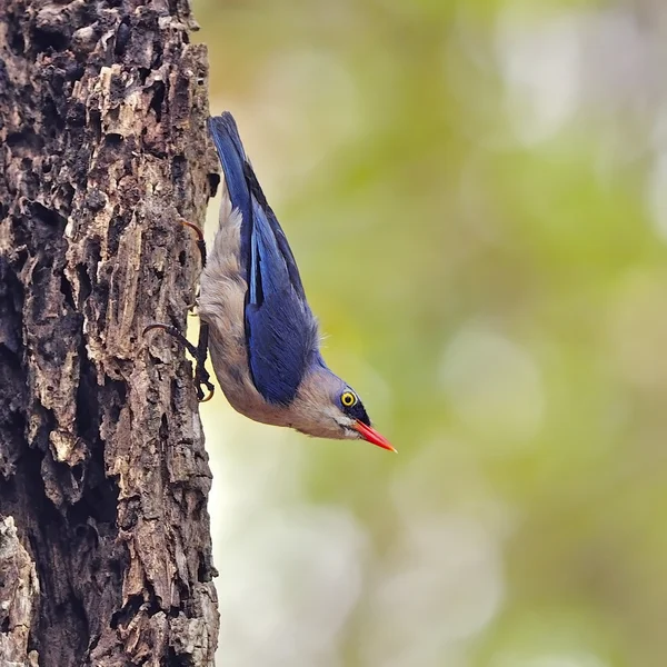 Velvet-fronted Nuthatch