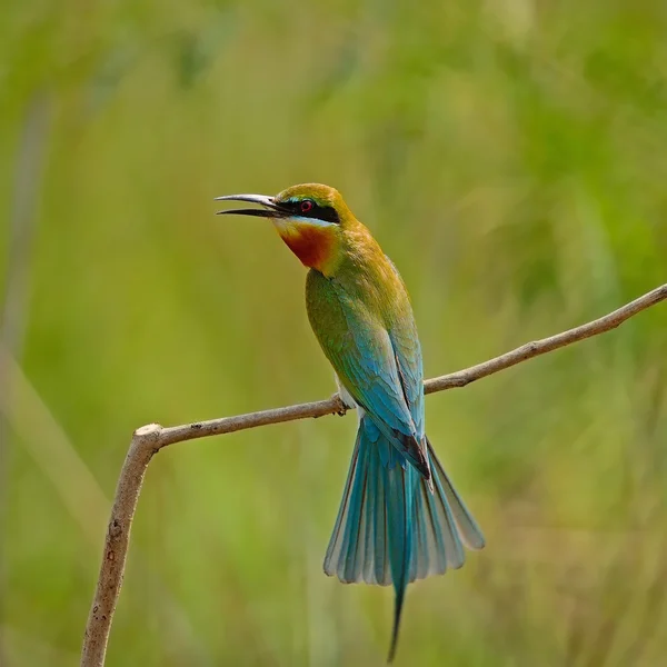 Blue-tailed Bee-eater — Stock Photo, Image