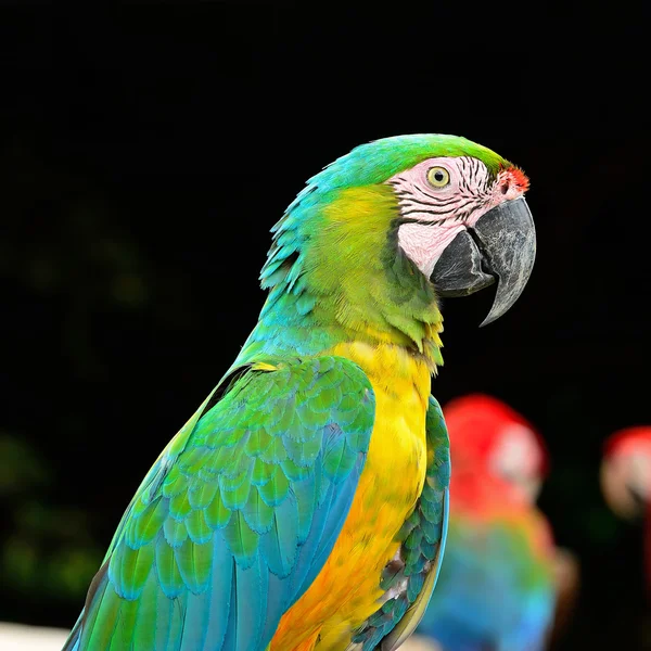 Greenwinged macaw — Stock Photo, Image