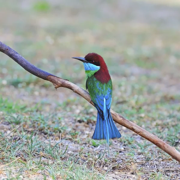 蓝喉蜂鸟 — 图库照片