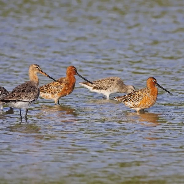 Ασιατικές dowitchers — Φωτογραφία Αρχείου