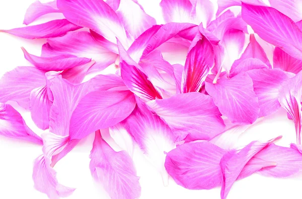 紫荆花菊 — 图库照片