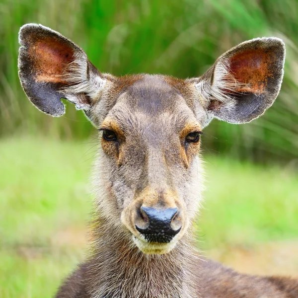 Rådjur — Stockfoto