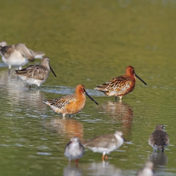 Dowitchers asiáticos — Fotografia de Stock