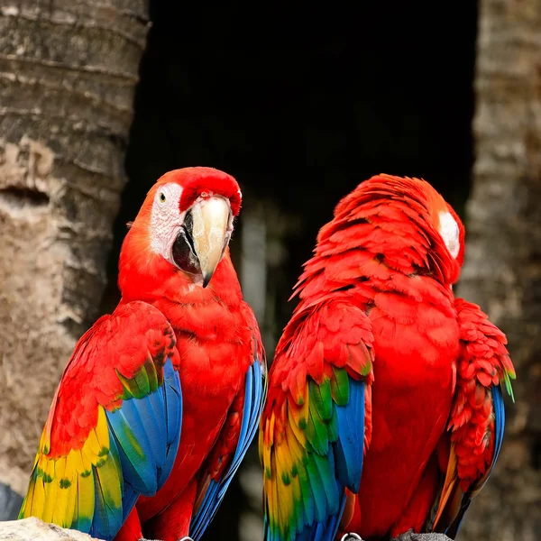 Guacamayo escarlata —  Fotos de Stock