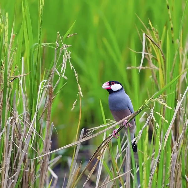 Java Sparrow — Stock Photo, Image