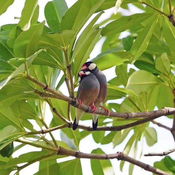 Java Sparrow — Stockfoto