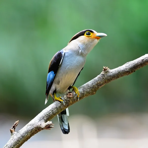 Ženské prsy silver broadbill — Stock fotografie