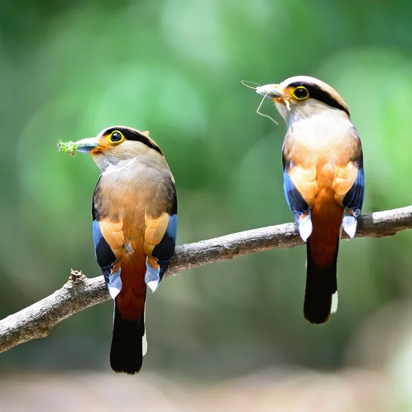 Stříbro breasted broadbill — Stock fotografie