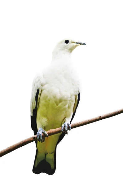 Pied imperial pigeon — Stock Photo, Image