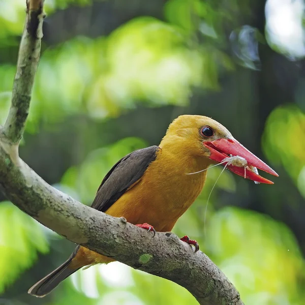 Kvinnliga brown-winged kungsfiskare — Stockfoto