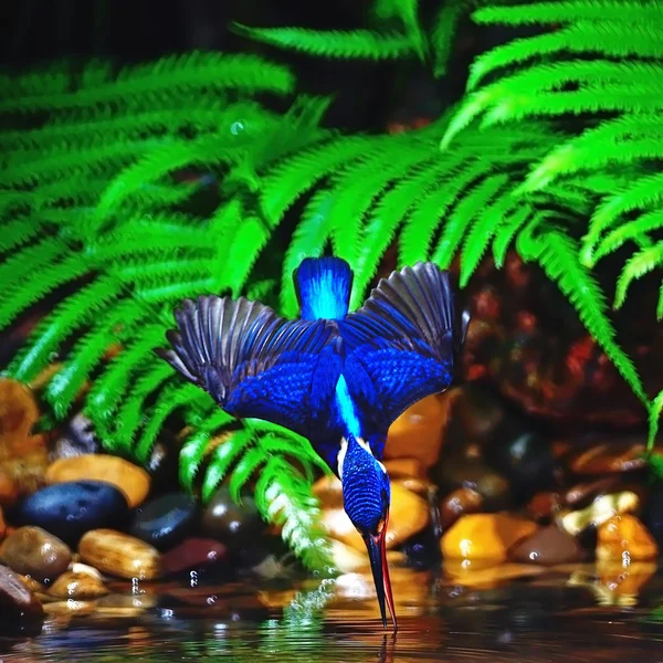 Mavi kulaklı erkek kingfisher