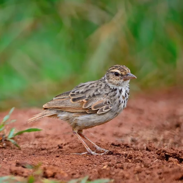 Vörhenyes szárnyas bushlark — Stock Fotó