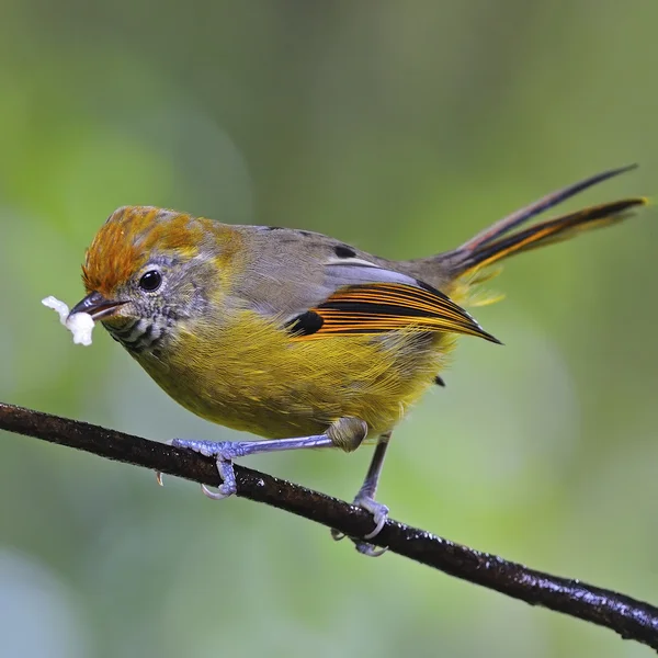 Chestnut-tailed Minla — Stock Photo, Image