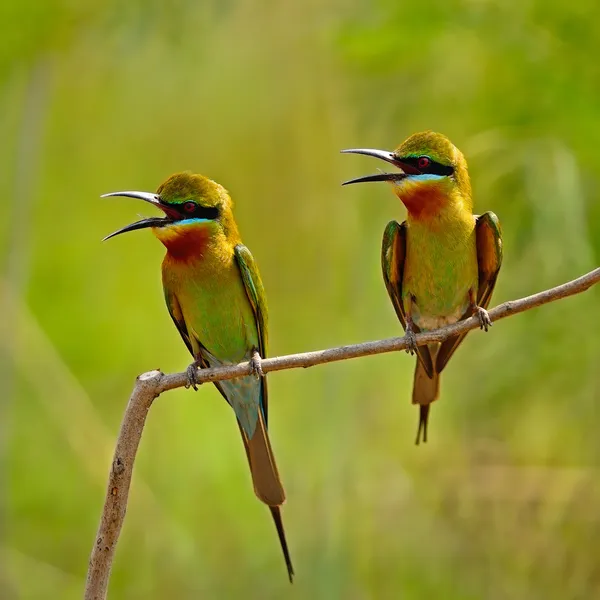 Blue-tailed Bee-eater — Stock Photo, Image