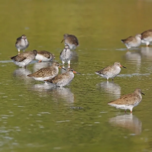 Společné redshank — Stock fotografie