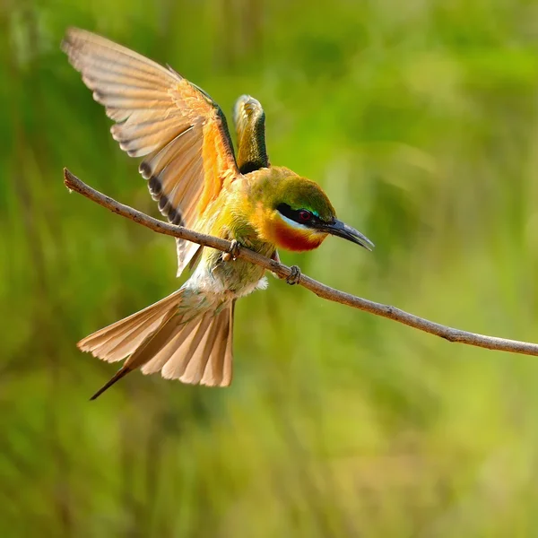 stock image Blue-tailed Bee-eater
