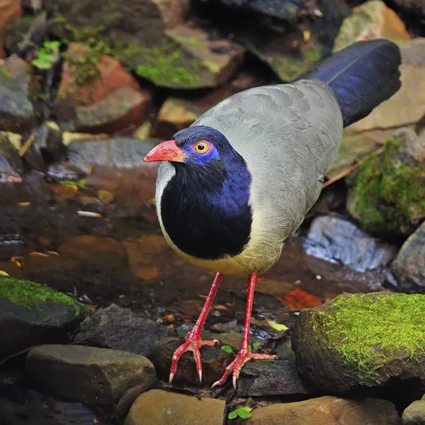 Coral-billed ground cuckoo — Stockfoto