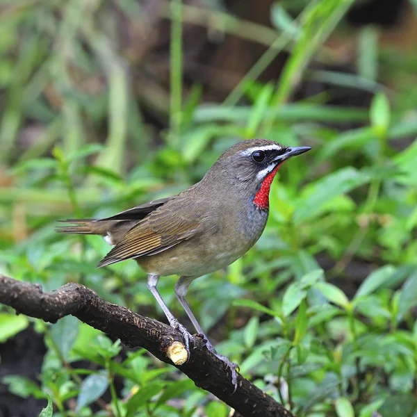 Rubythroat de Sibérie — Photo