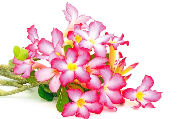 Impala Lily — Stock Photo, Image