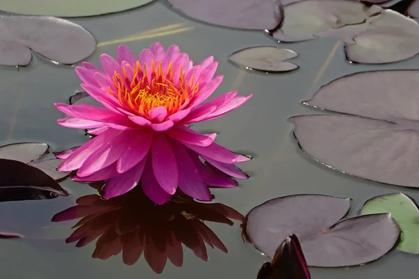 Waterlily — Stock Photo, Image