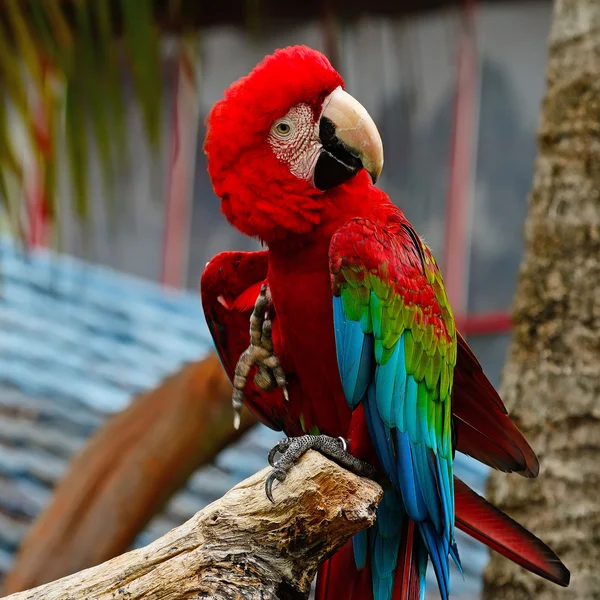 Guacamayo alado verde — Foto de Stock