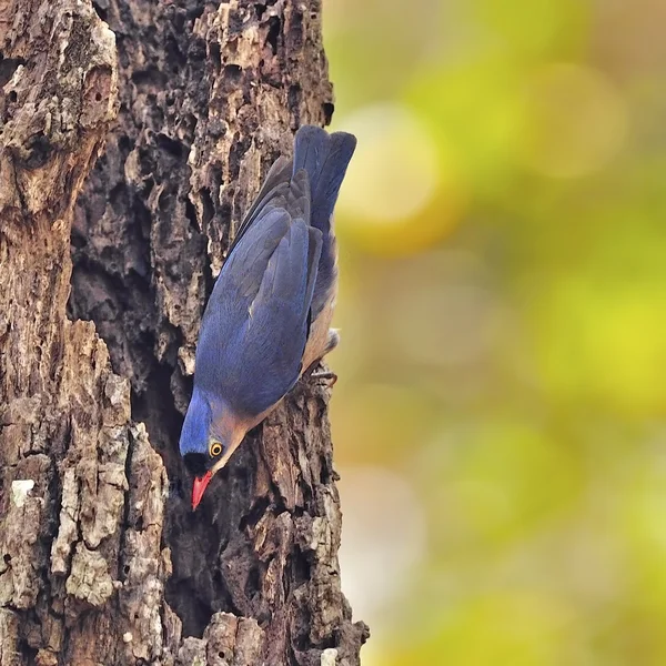 Nuthatch de frente de veludo — Fotografia de Stock