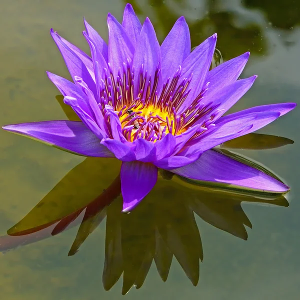 Waterlily — Stock Photo, Image