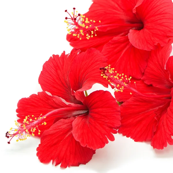 Red Hibiscus — Stock Photo, Image