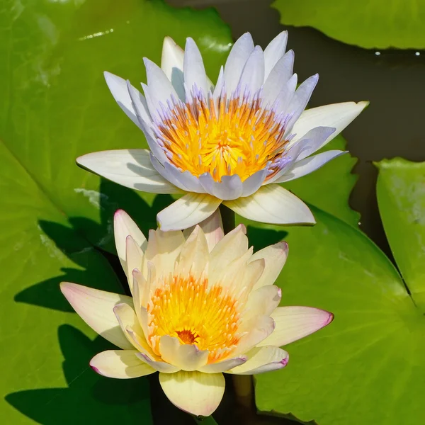 Waterlily — Stock Photo, Image