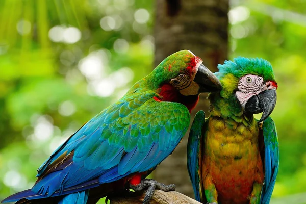 Greenwinged Amerika papağanı — Stok fotoğraf