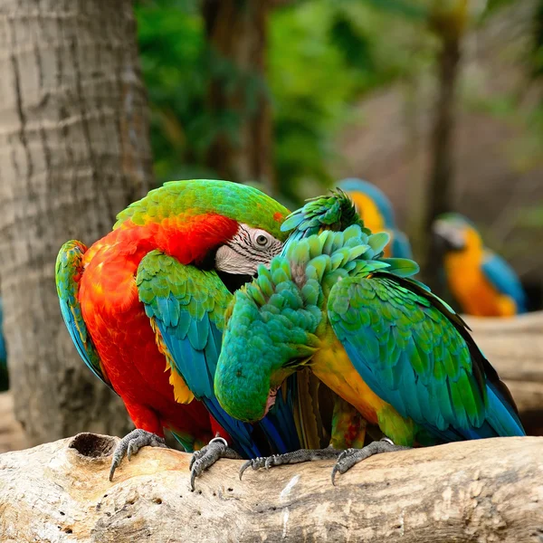 Guacamayo alado verde —  Fotos de Stock