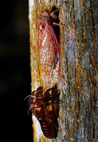 Cicade — Stockfoto