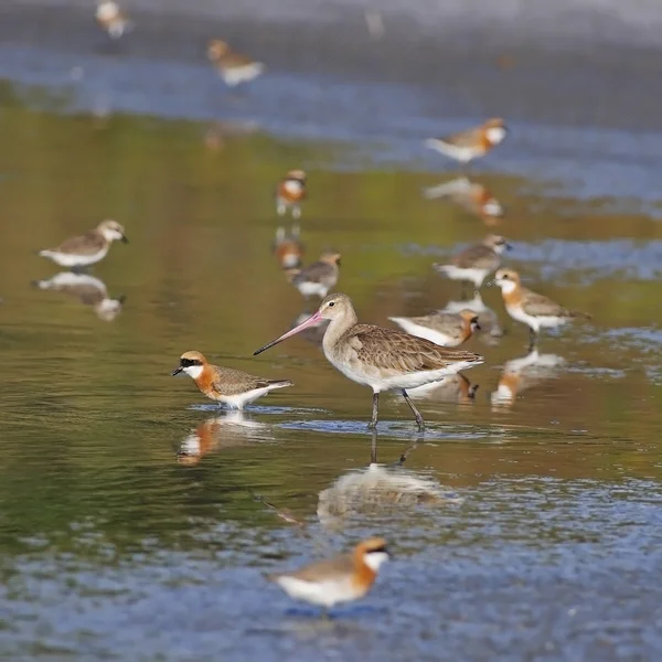 Godwit de cauda preta oriental — Fotografia de Stock