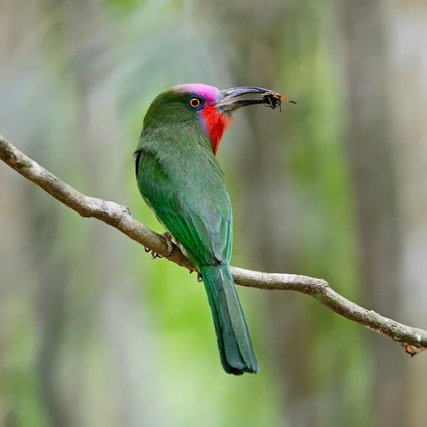 雄性红胡子的食蜂鸟 — 图库照片