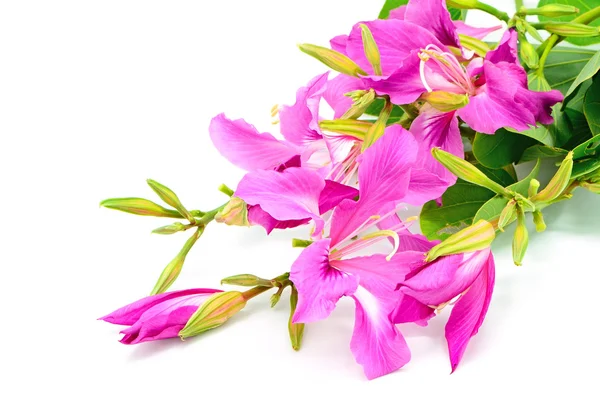 Bauhinia purpurea — Foto de Stock