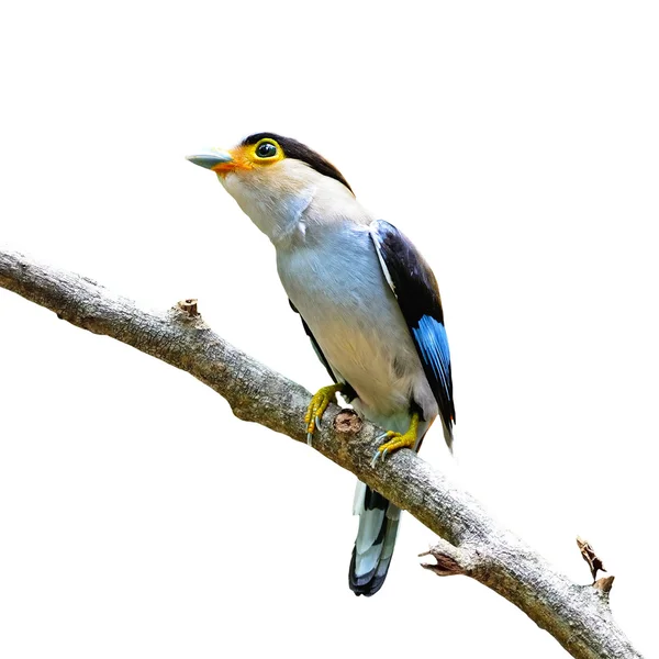 Femeie argint-piept Broadbill — Fotografie, imagine de stoc