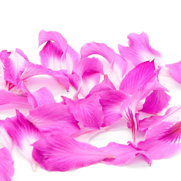 Баухиния пурпурная — стоковое фото