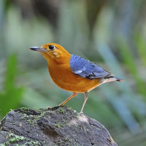 Tordo-de-cabeça-laranja — Fotografia de Stock