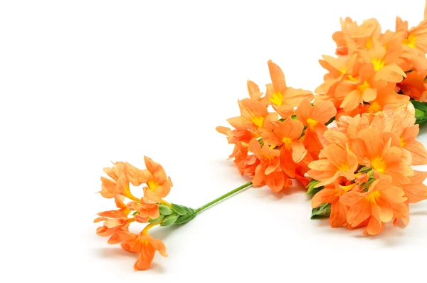 Firecracker flower — Stock Photo, Image