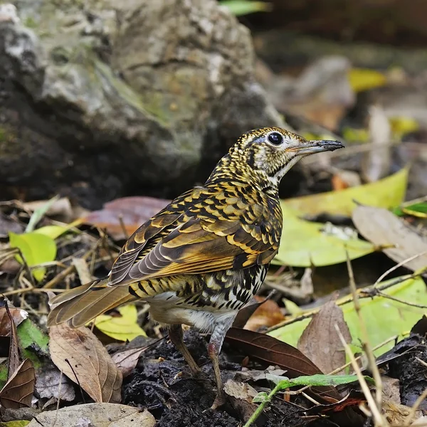 Geschubde spruw — Stockfoto