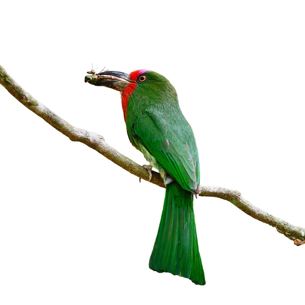 女性红胡子的食蜂鸟 — 图库照片