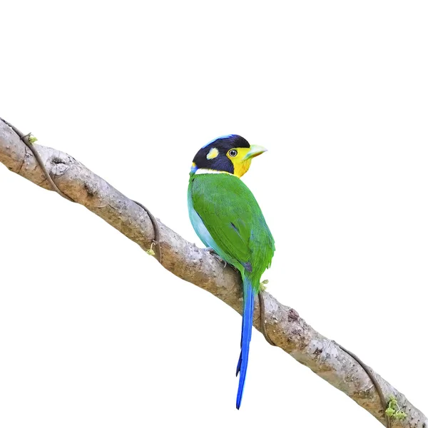 Long-tailed Broadbill — Stock Photo, Image