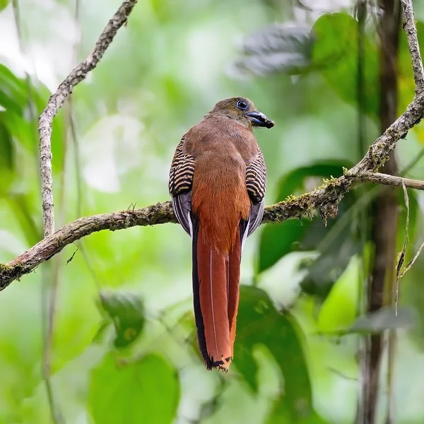 Weiblicher Orangenbrust-Trogon — Stockfoto